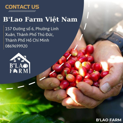 Cà phê Arabica cầu đất B