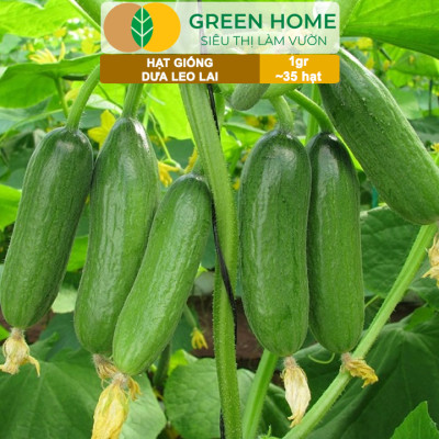Hạt Giống Dưa Leo Greenhome, Gói 1gr~35 hạt, Dễ Trồng Quanh Năm, Nảy Mầm Cao, Thu Hoạch Nhanh, Năng Suất Cao T02