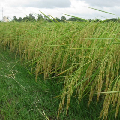 Gạo Thơm ST25 Hộp 2Kg - Gạo An Toàn Từ Vùng Lúa Tôm