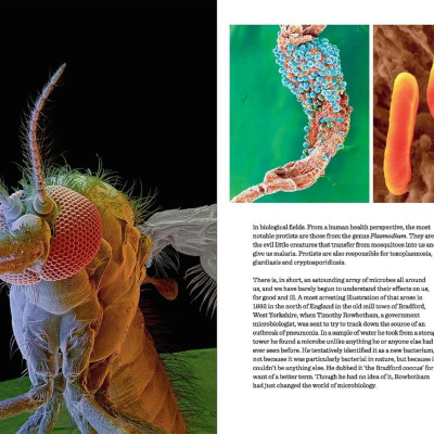 The Body - Illustrated