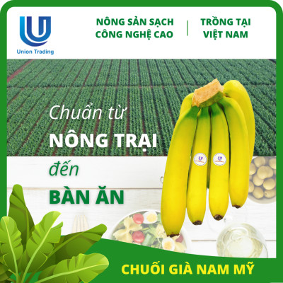 Chuối Tươi Union Trading - Nải 1Kg - Thơm Dẻo, Giàu Dinh Dưỡng - Trồng Công Nghệ Cao Tại Việt Nam