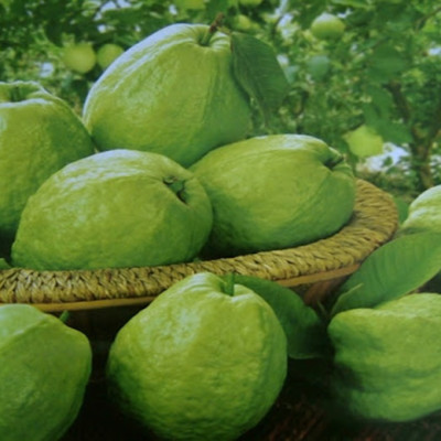 [Chi Giao HCM] Ổi Đài Loan Giòn Ngọt - 10kg