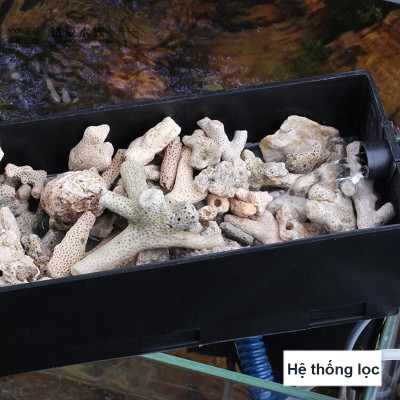 2KG San Hô Vụn vật liệu lọc hồ cá, trang trí bể cá, hồ thủy sinh cao cấp