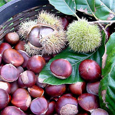 COMBO2 TÚI HẠT DẺ TÁCH VỎ ORGANIC 100GR DAN D PAK KHÔNG CHẤT BẢO QUẢN, NGUYÊN LIỆU HỮU CƠ 100%