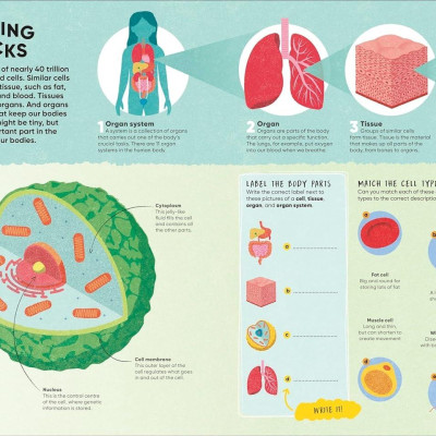 Sách ngoại văn: Brain Booster Human Body