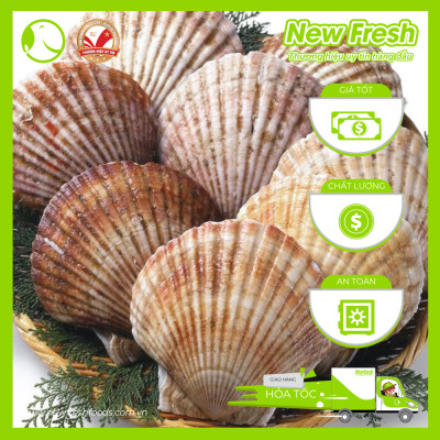 [GIAO NHANH HCM] Sò Điệp Nhật Nguyên Con Đông Lạnh - Túi 1Kg