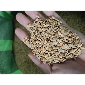 Hạt thóc (lúa Nhật) dùng làm thức ăn cho các dòng chim như bồ câu, cu gáy, chim sẻ...