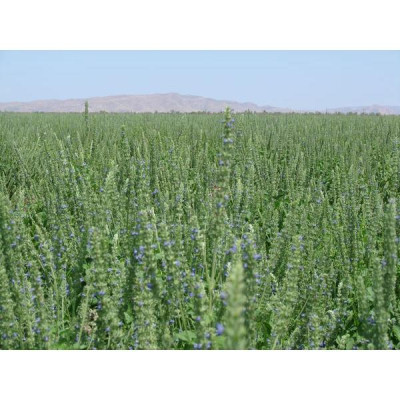 Hạt É Cánh Trắng