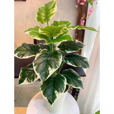 Cây trầu bà giả - Size từ 90cm đến 150cm - Cây lá viền trắng - Cây giả, hoa lụa trang trí nhà cửa