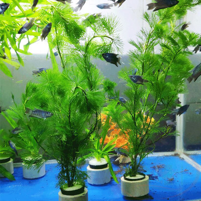 Rổ giỏ nhựa trồng cây thủy canh cốc ươm cây thủy sinh bể cá tép