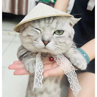 NÓN LÁ SIÊU XINH CHO THÚ CƯNG CHÓ MÈO
