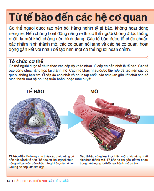 Tri Thức Trong Lòng Bàn Tay - Bách Khoa Thiếu Nhi: Cơ Thể Người