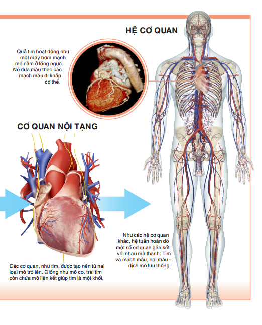Tri Thức Trong Lòng Bàn Tay - Bách Khoa Thiếu Nhi: Cơ Thể Người