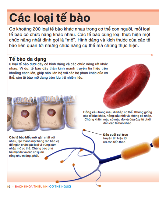 Tri Thức Trong Lòng Bàn Tay - Bách Khoa Thiếu Nhi: Cơ Thể Người
