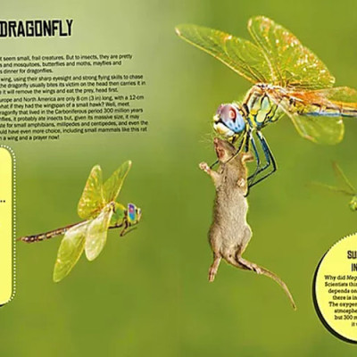 Sách tiếng Anh - If Prehistoric Beasts Were Here Today : Incredible Animals From The Past