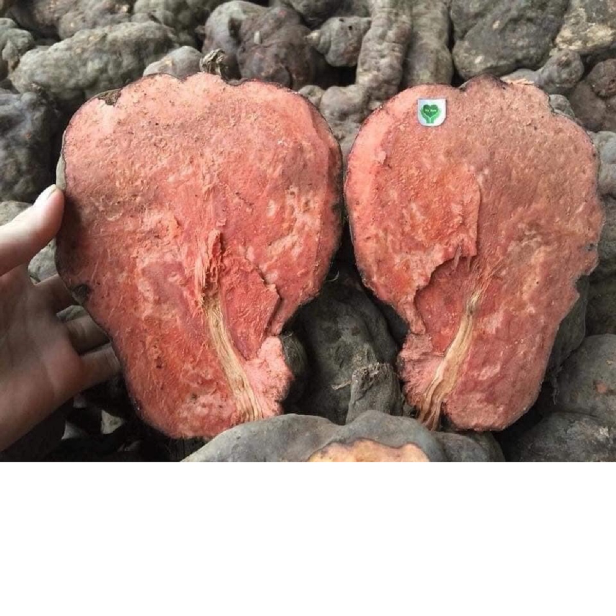 Hà thủ ô đỏ MẸ KEN hũ 500gr loại viên mật ong rừng - tặng 1 chai mẫu thử tinh dầu tràm gió nguyên chất MẸ KEN