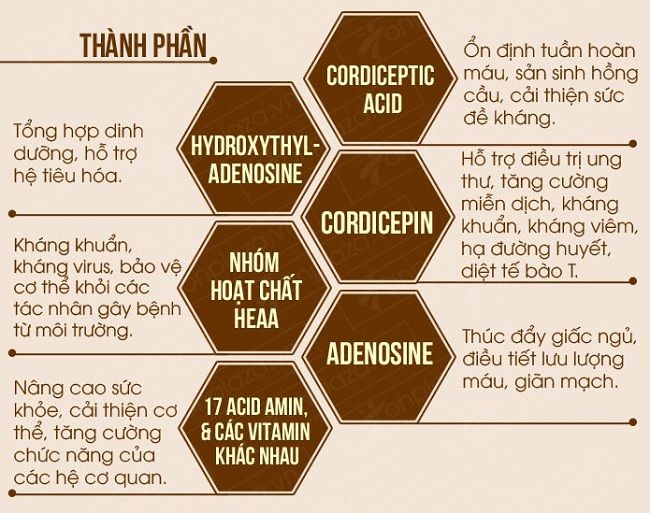 Mật ong Sợi Đông trùng hạ thảo Dr. Trung (300ml) - Loại Ngâm Sợi Sấy thăng hoa - Tăng sức đề kháng, hệ miễn dịch, ngăn lão hóa, , trẻ hóa làn da, hỗ trợ giảm ho, hen suyễn và cải thiện giấc ngủ