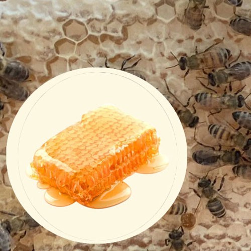 Combo Mật ong rừng thượng hạng Mẹ Tiên Honimore 500g - tăng cường sức đề kháng