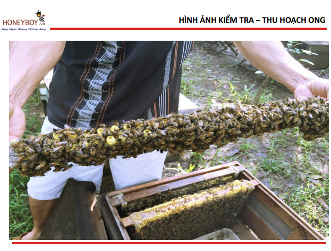 Mật ong thiên nhiên Honeyboy 500ML