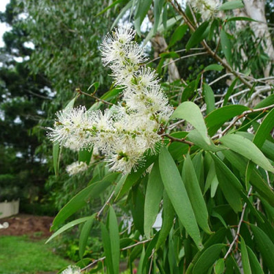 Mật ong Rừng Nhiệt Đới chai 700g