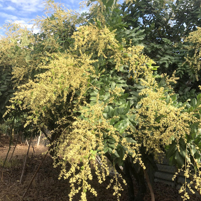 Mật Ong Hoa Nhãn Xuất Khẩu 1000ml, tiêu chuẩn chất lượng cao.