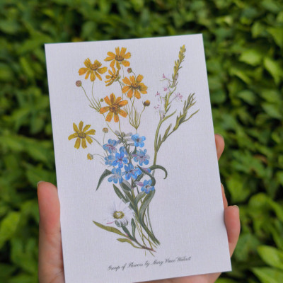 BỘ 100 POSTCARD PETALA & FOLIA - Minh Họa Thực Vật Nghệ Thuật - Giấy Mỹ Thuật 300g Cao Cấp - Nho Xanh 