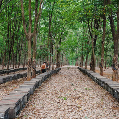 Mật ong Rừng Nhiệt Đới chai 700g