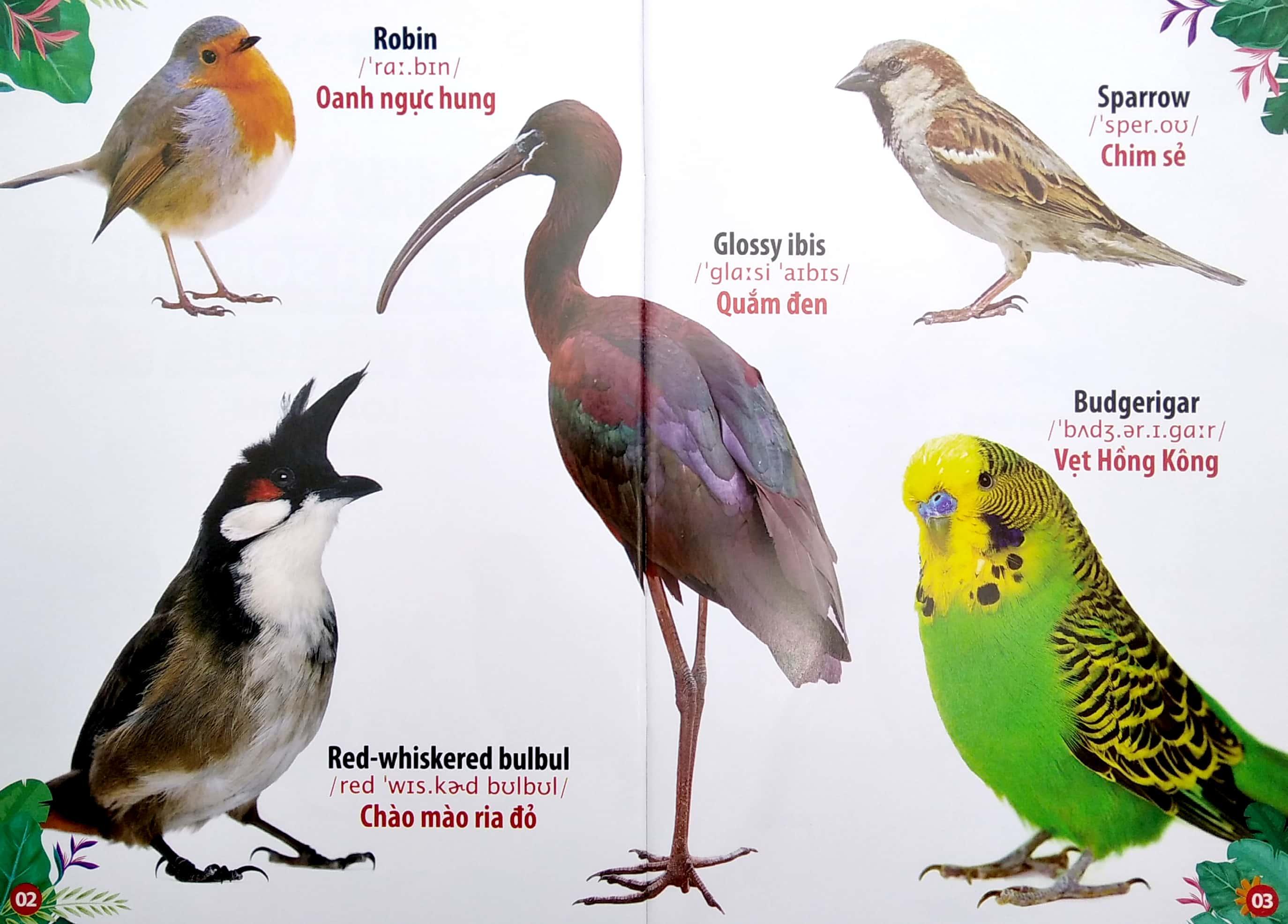 Thư Viện Hình Ảnh Song Ngữ Đầu Tiên Của Bé - Loài Chim