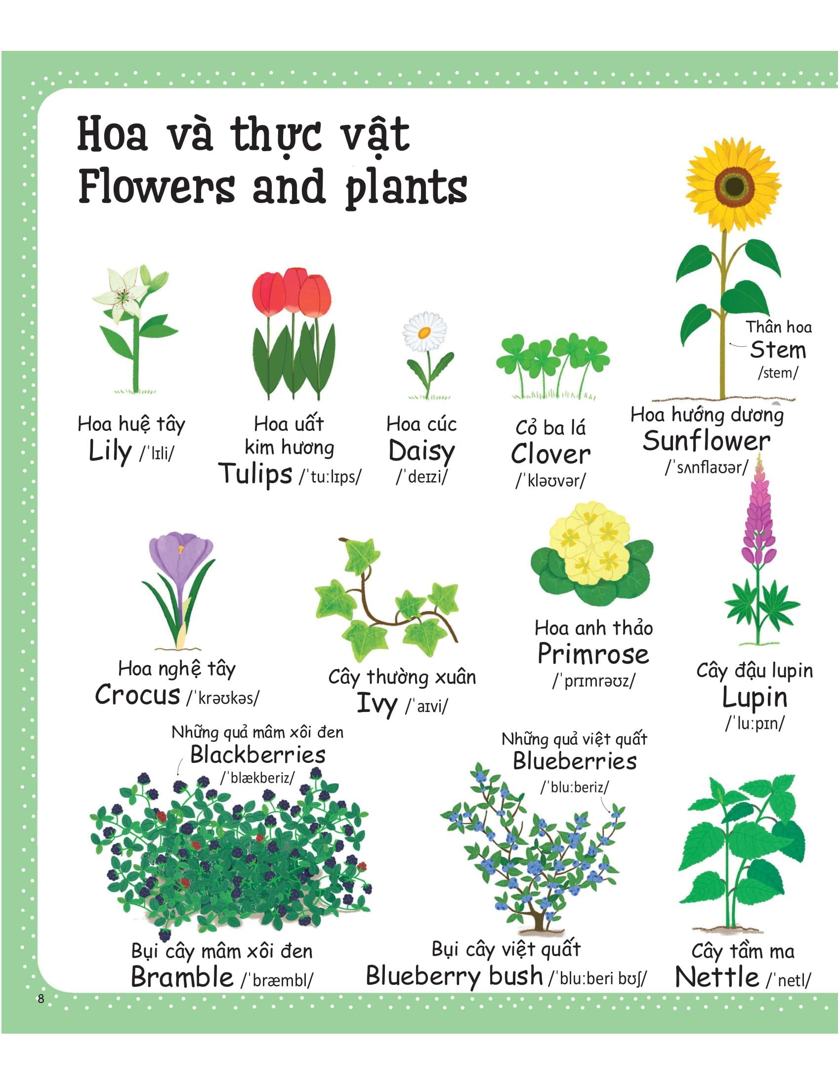 Cuốn Sách Từ Vựng Đầu Tiên Của Tôi - My First Word Book- Thiên Nhiên - Nature