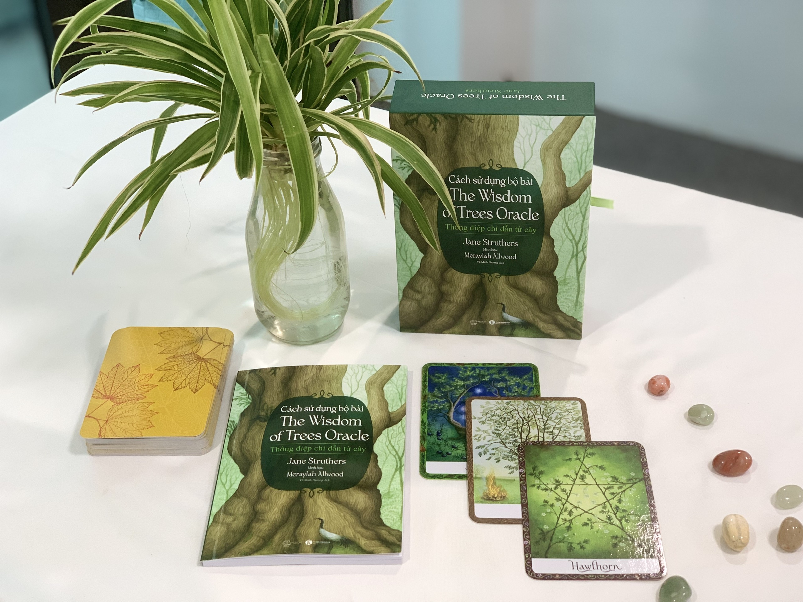 Cách sử dụng Bộ bài Wisdom of Trees Oracle