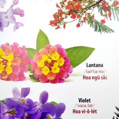 Thư Viện Hình Ảnh Song Ngữ Đầu Tiên Của Bé - Hoa - Rau Củ - Quả