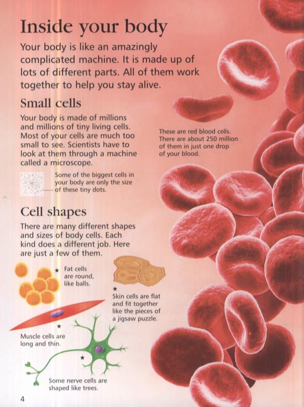 Sách tiếng Anh - Usborne First Encyclopedia of the Human Body