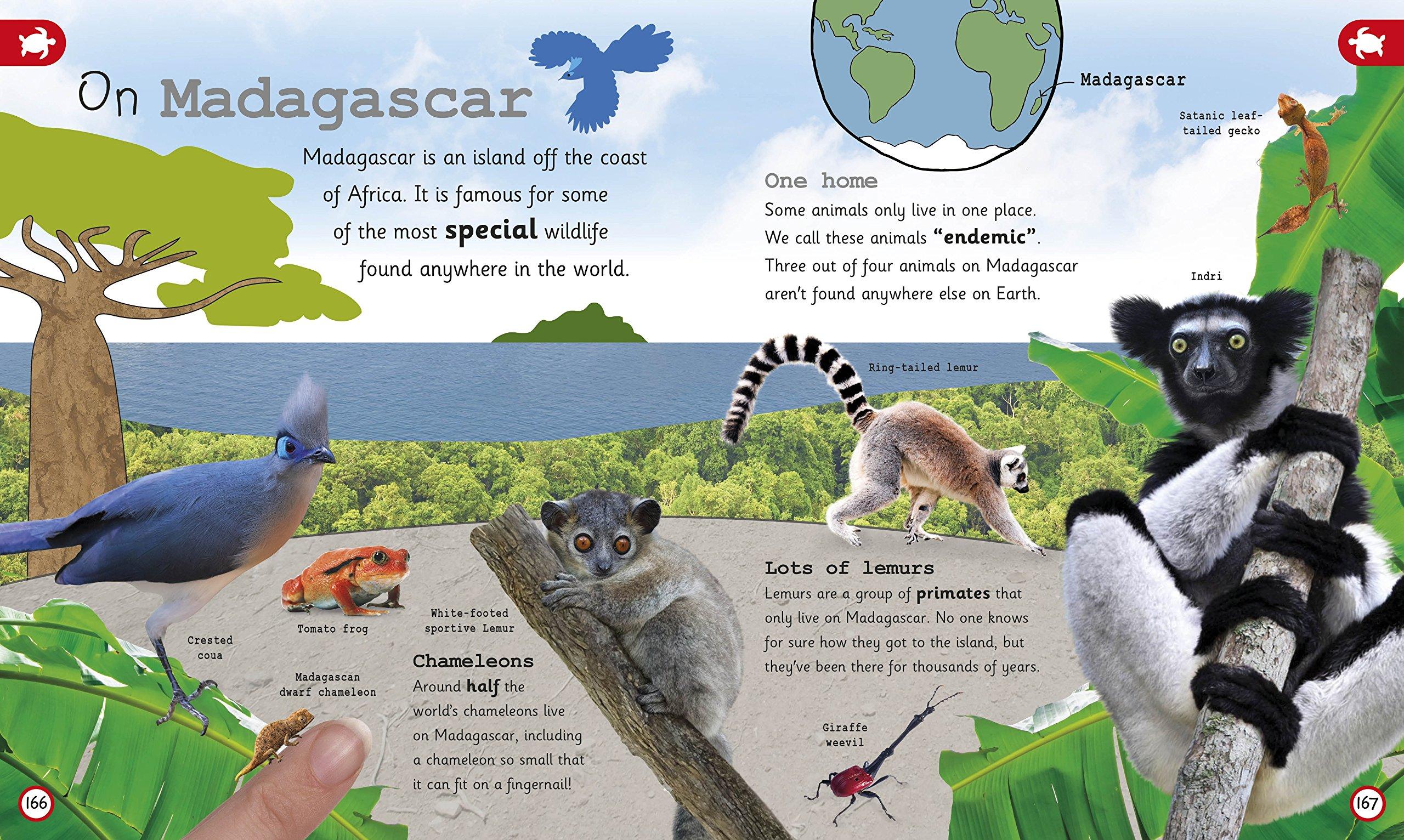 My Encyclopedia of Very Important Animals: For Little Animal Lovers Who Want to Know Everything (My Very Important Encyclopedias)