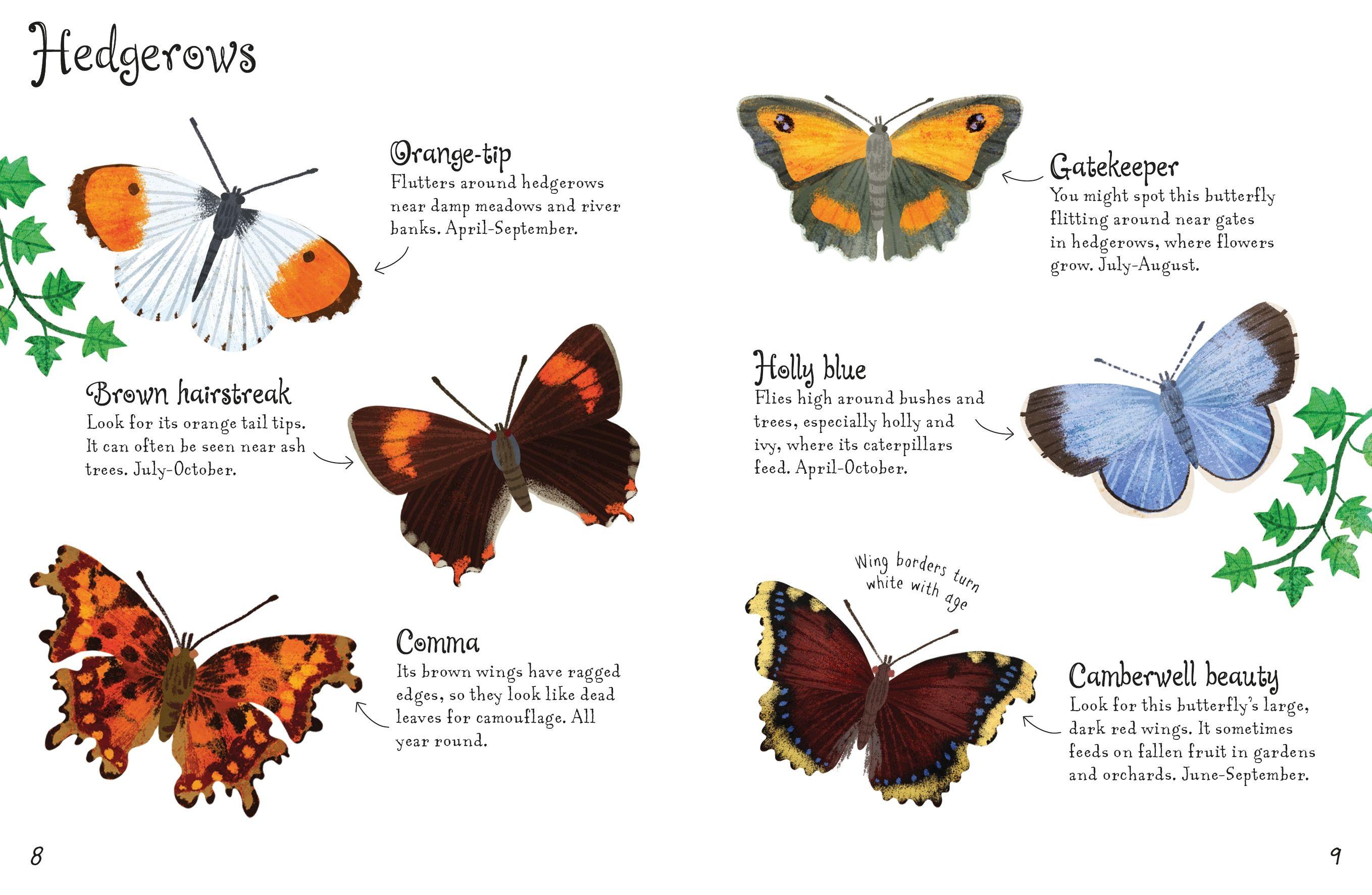Butterflies To Spot