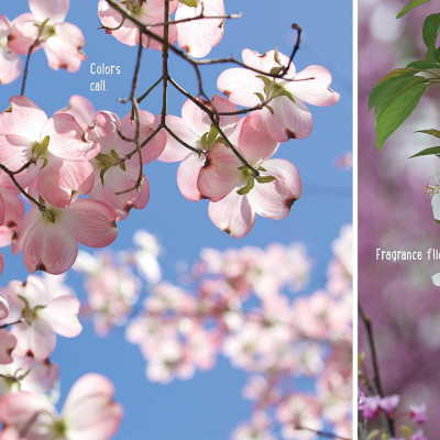 Bloom Boom!