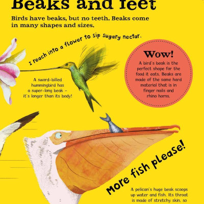 Wow! Look What Birds Can Do!