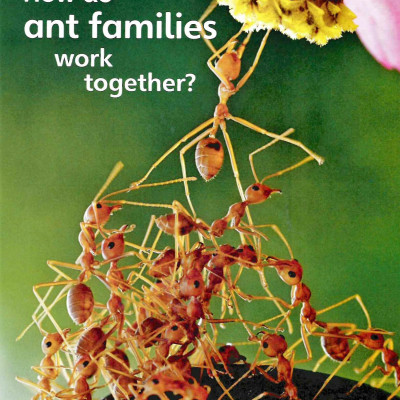 Guess What! Level 5 Pupil