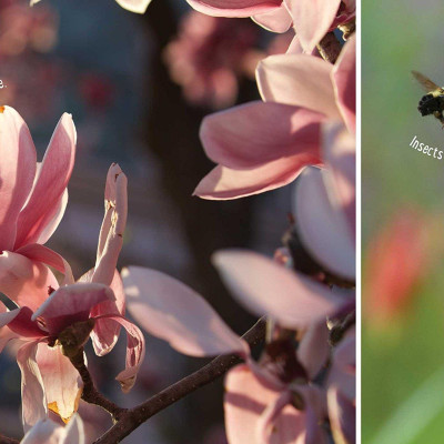 Bloom Boom!