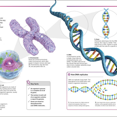 Biology: The Ultimate Bitesize Study Guide (Supersimple)