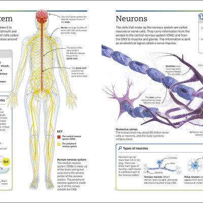 Biology: The Ultimate Bitesize Study Guide (Supersimple)