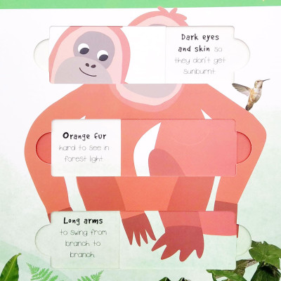 Little Wonders: Jungle Animals - 5 Puzzles