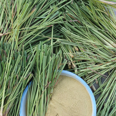 Hương nhang Cam Sả Dương Minh 180cây nhang 30cm nhang sạch 100% thành phần tự nhiên - nhang cây thắp cúng/xông nhà/đuổi muỗi, hương nhang thơm dịu nhẹ an toàn