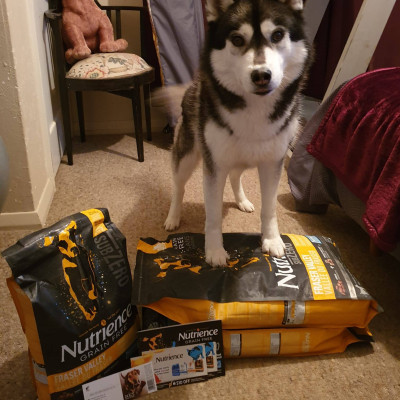 Thức Ăn Hạt Cho Chó - Nutrience Subzero Bao 2,27kg (Da Lông Bóng Mượt) - Thịt Bò, Cá Hồi, Rau Củ Quả, Trái Cây
