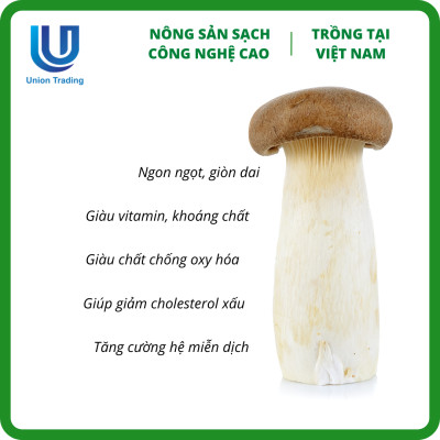 Nấm Đùi Gà Việt Nam 500g - Ngon Ngọt, Giòn Dai - Trồng Tại Nhà Máy Công Nghệ Cao Bắc Âu, Đak Lak