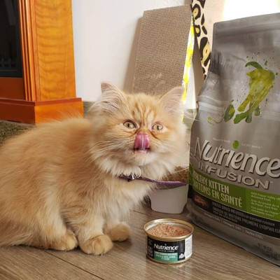 Thức Ăn Cho Mèo Con Nutrience Infusion Bao 500g Vị Thịt Gà Tây Rau Củ Trái Cây Tự Nhiên Giúp  Phát Triển Trí Não Hệ Tiêu Hoá