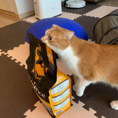 Thức Ăn Hạt Cho Mèo Nutrience Subzero Bao 5kg Vị Gà Tây và 6 Loại Cá Biển Trái Cây Rau Củ