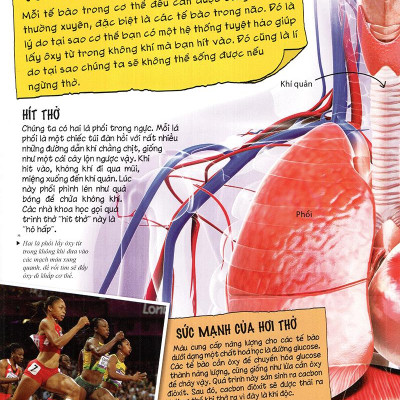 Tìm Hiểu Về: Cơ Thể Người