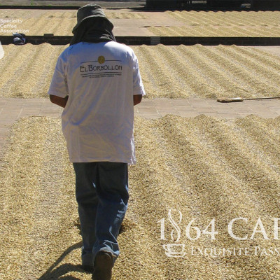 Cà Phê Hảo Hạng (Specialty Coffee) Tinh Khiết Không Tẩm Không Độn Thương Hiệu Quốc Tế 1864 CAFÉ EL BORBOLLÓN Nguyên Hạt Khối Lượng Tịnh 220g – 1864 CAFÉ