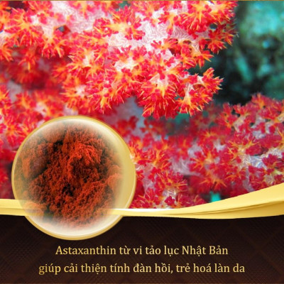 Combo 2 hộp viên uống Sắc Ngọc Khang vi tảo lục giúp đẹp da, chống lão hóa, ngăn ngừa nám sạm, tàn nhan hiệu quả