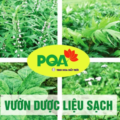 Trúc Diệp PQA Giúp Thanh Nhiệt Giải Độc Gan Hỗ Trợ Giảm Mẩn Ngứa Dị Ứng, Nổi Mề Đay Do Chức Năng Gan Kém Hộp 125ml